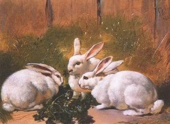 unknow artist Rabbit 072 oil painting image